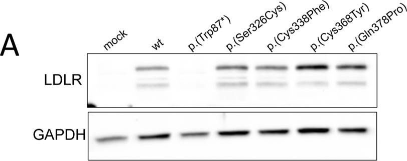 Mutation type classification and pathogenicity assignment of sixteen missense variants located in the EGF-precursor homology domain of the LDLR.