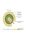 Recombinant 2019-nCoV Spike(RBD)/hFc Protein