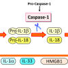 IL18 cytokine