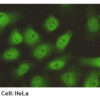 Anti-NRF2 mAb IHC