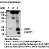 Anti-CD81 (TAPA1) mAb