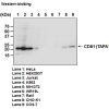 Anti-CD81 (TAPA1) mAb