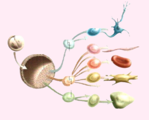 Properties and potential of stem cells