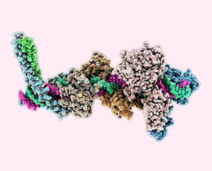 Transcription factors of stem cells