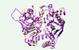 Glutamate dehydrogenase activity assay