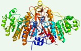 Phosphatase activity assay